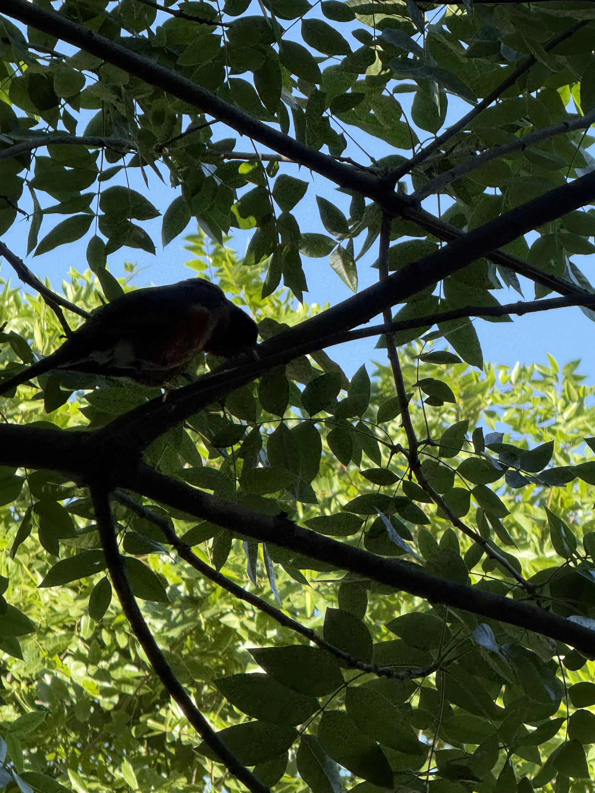 IMG_3084.jpeg