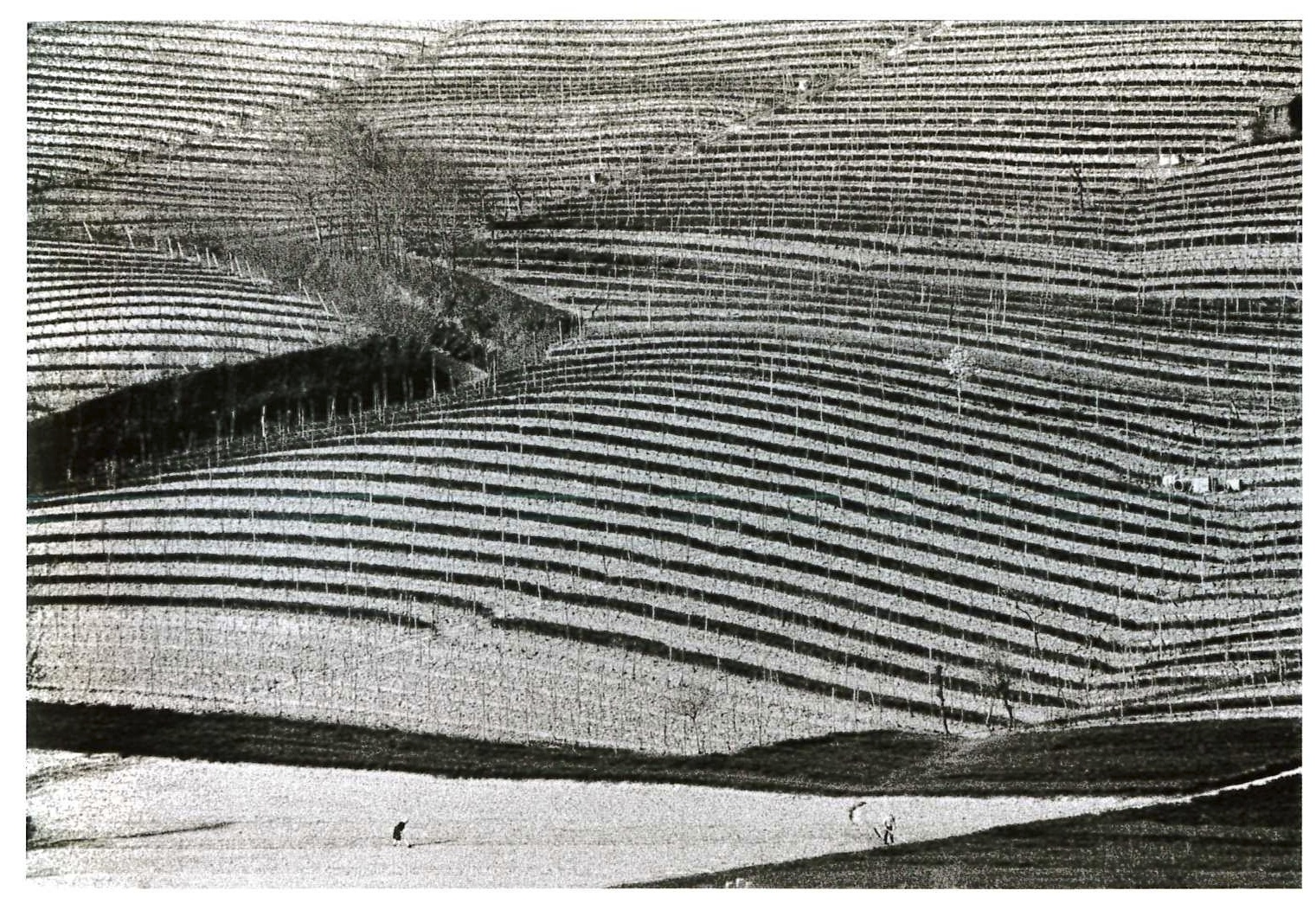   “Le Langhe”. Piemonte, 1964.&nbsp;  