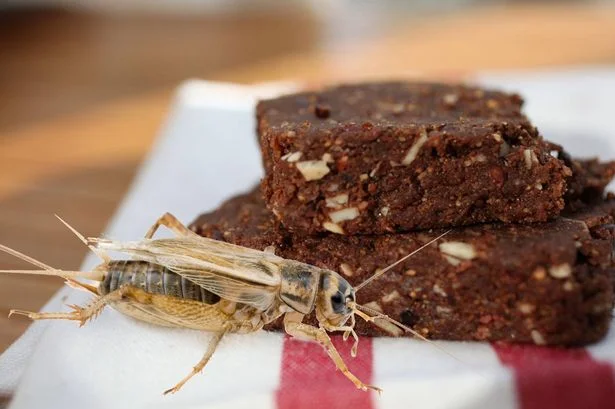 #FAD: Cricket bars. Hungry?