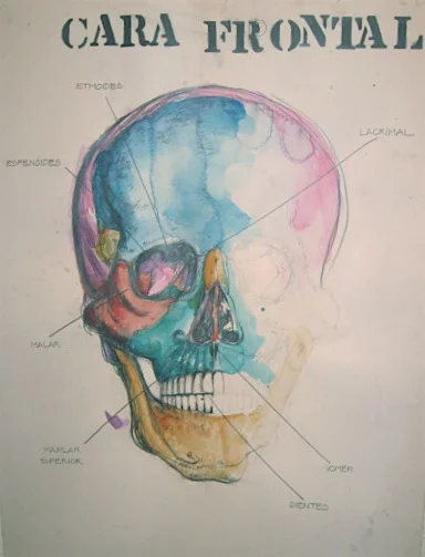 Cara Frontal.JPG