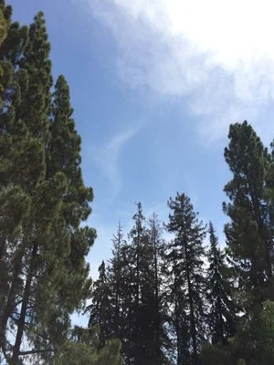 These are the trees I saw every afternoon after my class lecture, a reminder of who my God was and where my identity was found. 