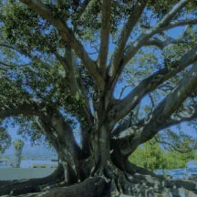 meme.figtree.4web.jpg