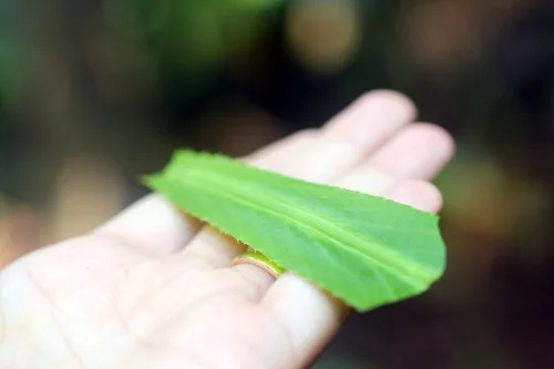 Sawtooth or Culantro