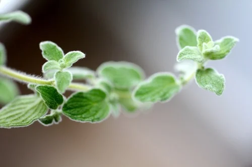 Za’atar – Fresh Herb & Spice Blend