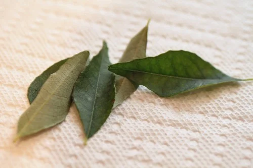 Curry Leaf (also Kadhi Patta or Sweet Neem Leaf)