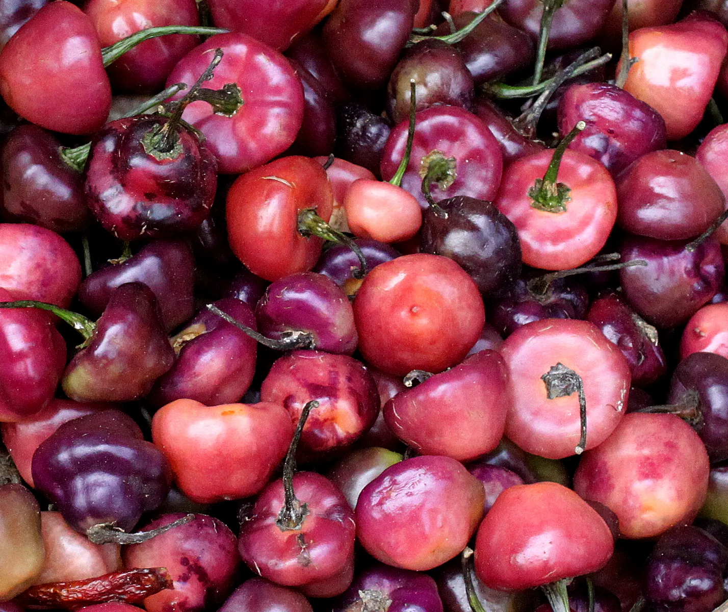 Aged Hot Sauce & Other Things to do with Chili Peppers