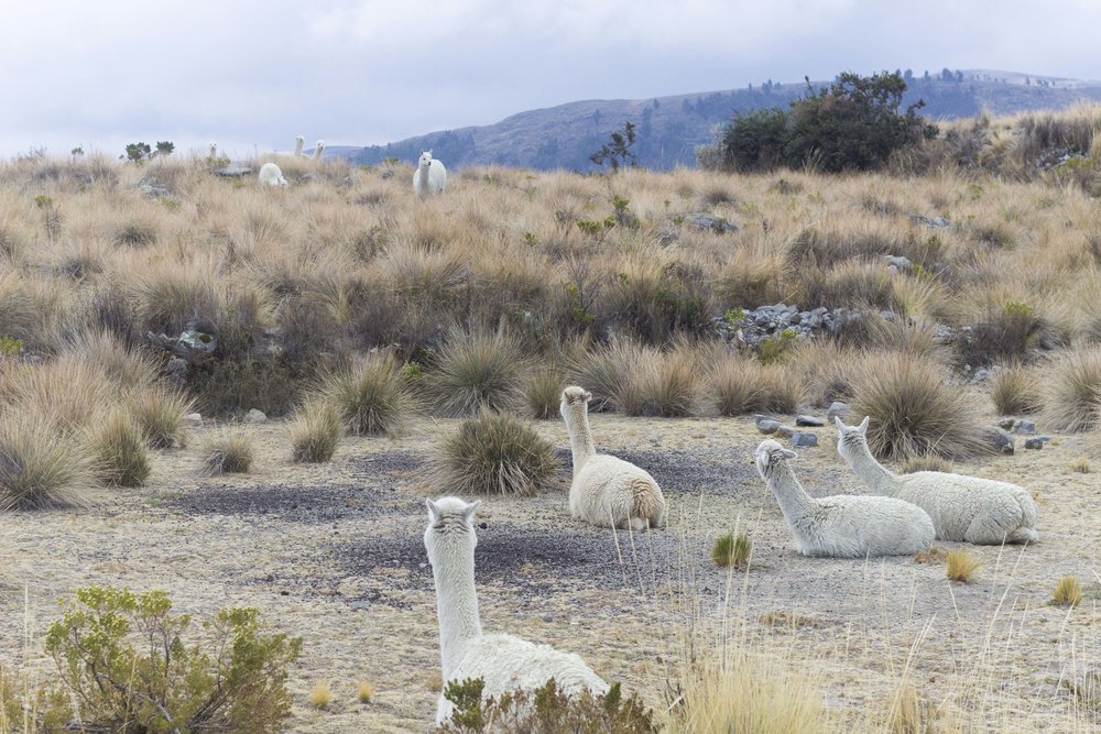 Puno- Isla Suasi12.jpg