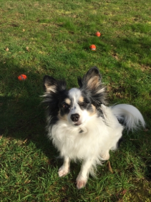 An impossibly Sweet one-eyed Distraction Whining for a ball throw ---Not Helping!--