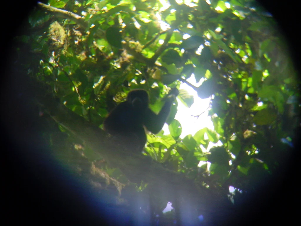 howlerMonkey.jpg