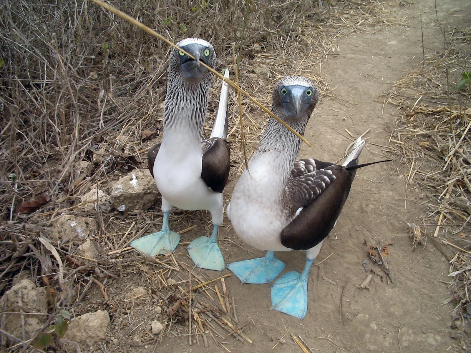 blueFootedBoobies.jpg