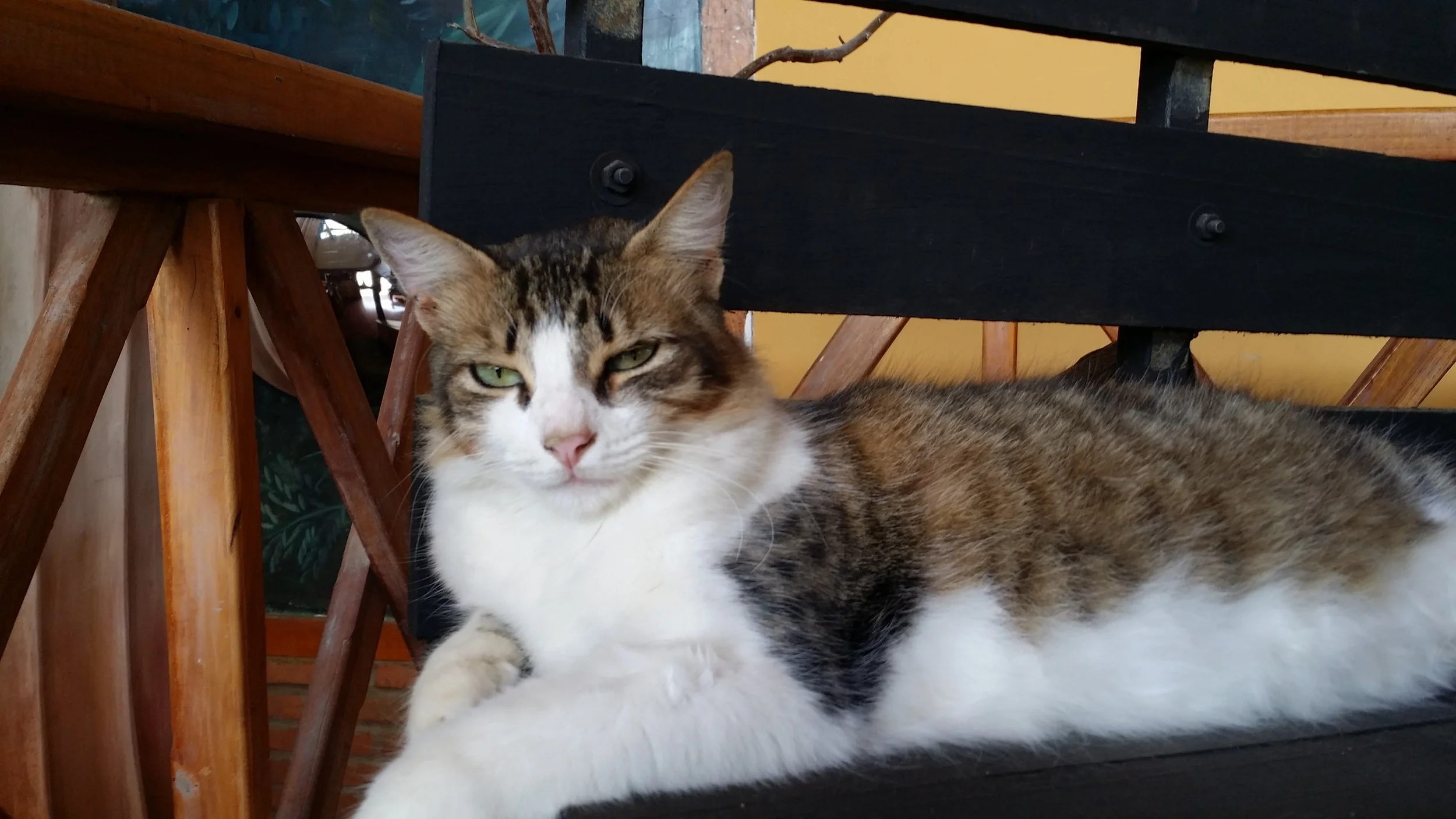 Animals at Nantu (animales en Nantu)