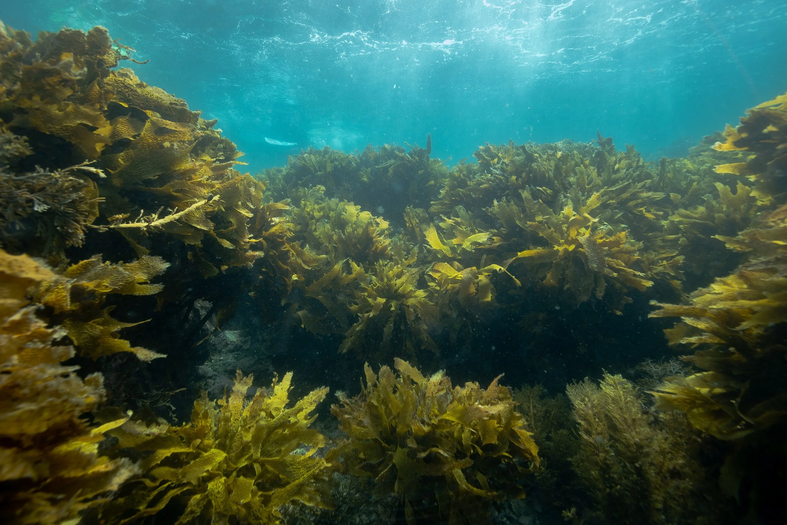   A healthy kelp forest (Credit: Project Kahurangi image archive)  