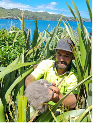   Keepa Wii holding an oī/grey faced petrel chick. (Credit: Gaia Dell'Arriccia, Auckland Council)   