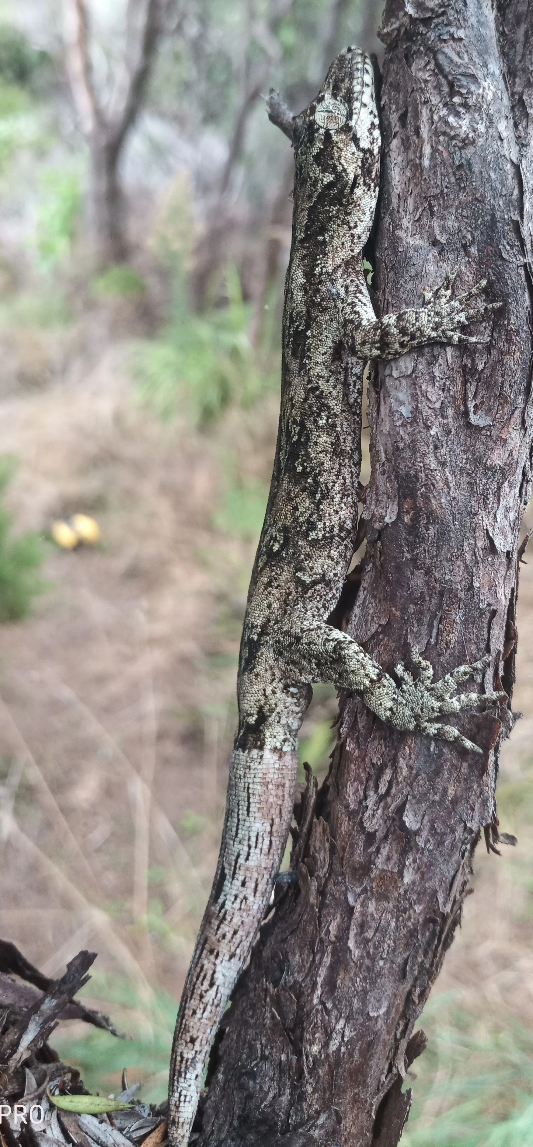   Forest gecko | Mokopirirakau  