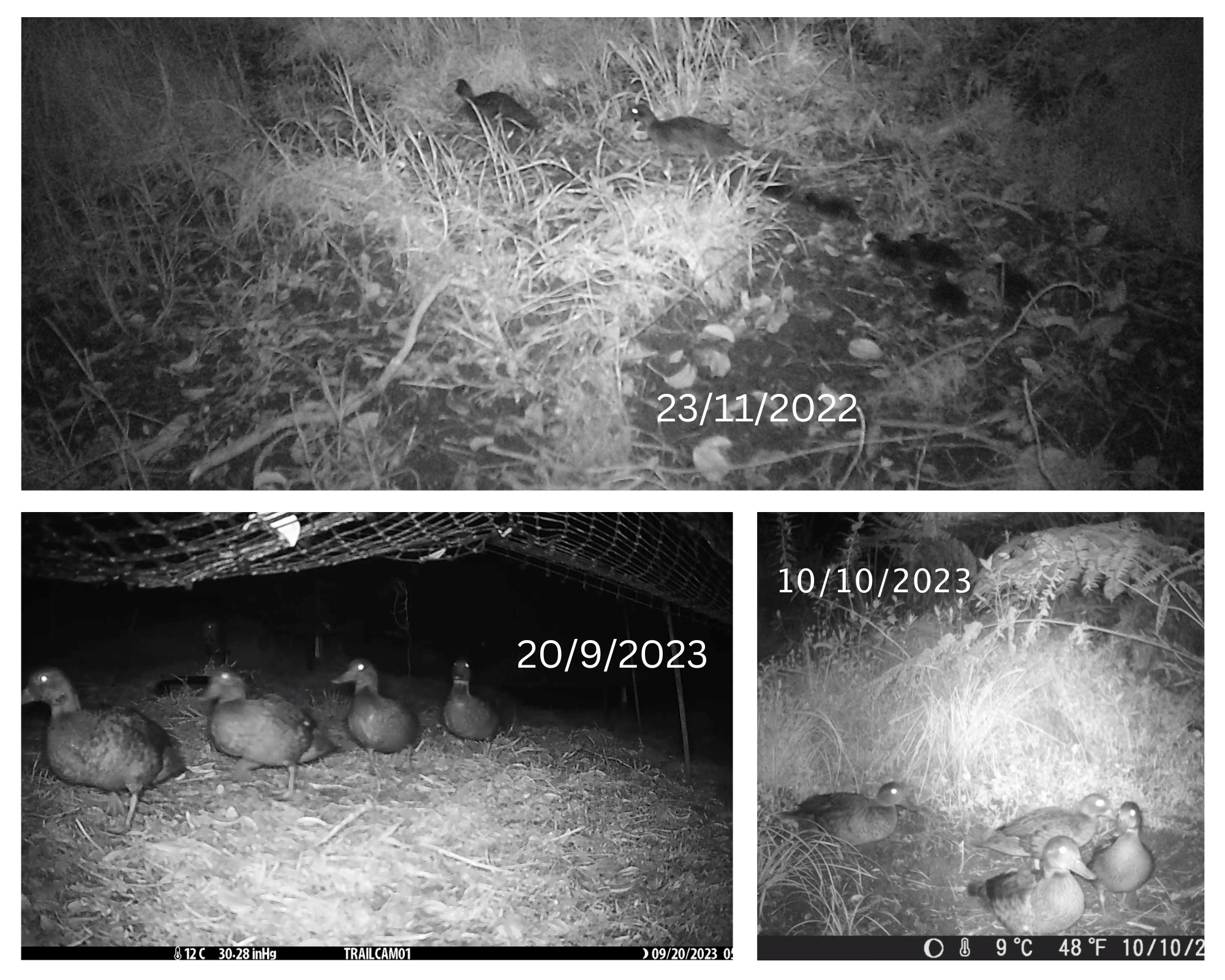   Pāteke caught on trail camera (Credit: Kim Bannister)  