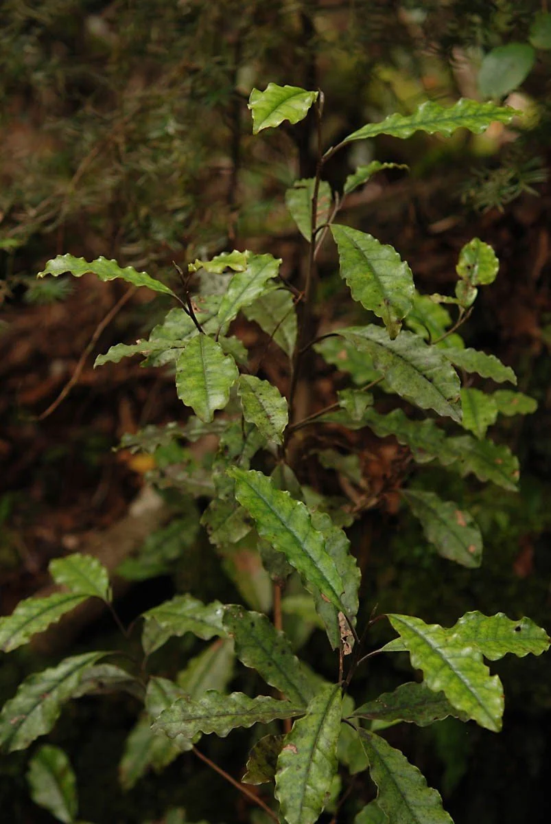 en47-toropapa-hidden-in-the-forest-05.jpg