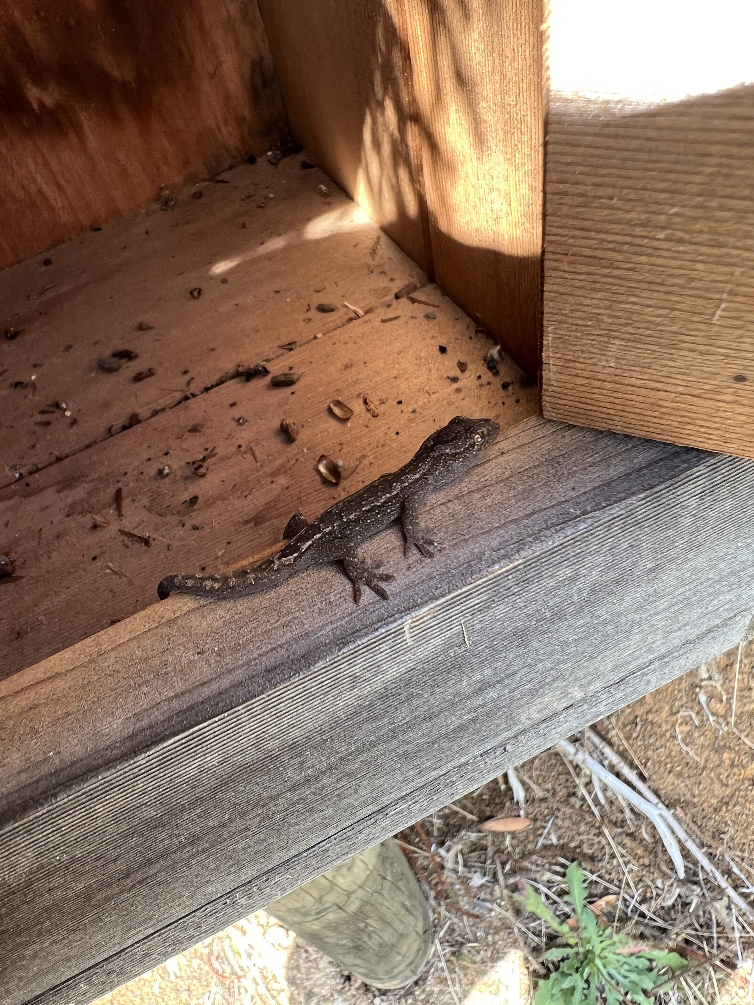 en52-lizards-02.jpeg