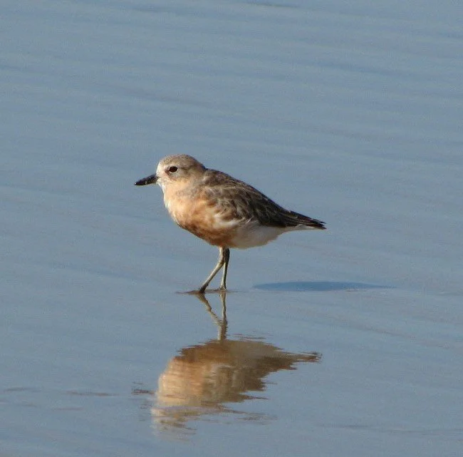   Male Dotterel in breeding plumage (Credit: John Ogden)  