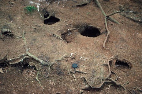   Petrel burrows ‘engineer’ the forest floor and add nutrients to the soil (Credit: P Corson)  