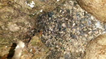  Interior of a potential nest site with rat droppings present, Okiwi. Photo: J Scarlett 