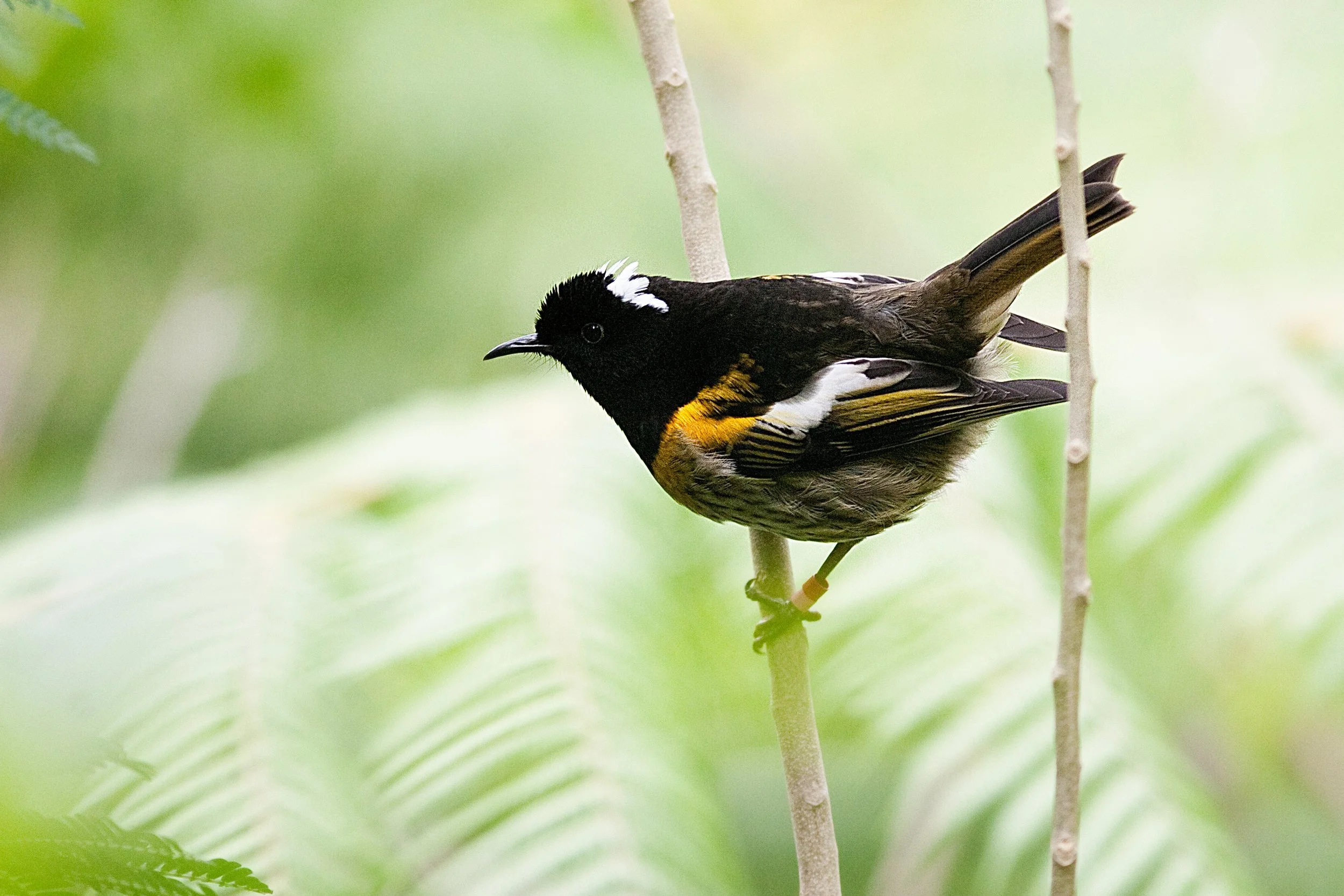   Hihi | Stitchbird (Credit: Liz Whitwell)   