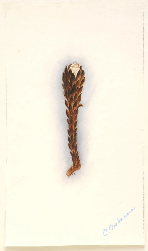   Wood rose or pua o te reinga (Image: Fanny Osborne Auckland Art Gallery collection)  
