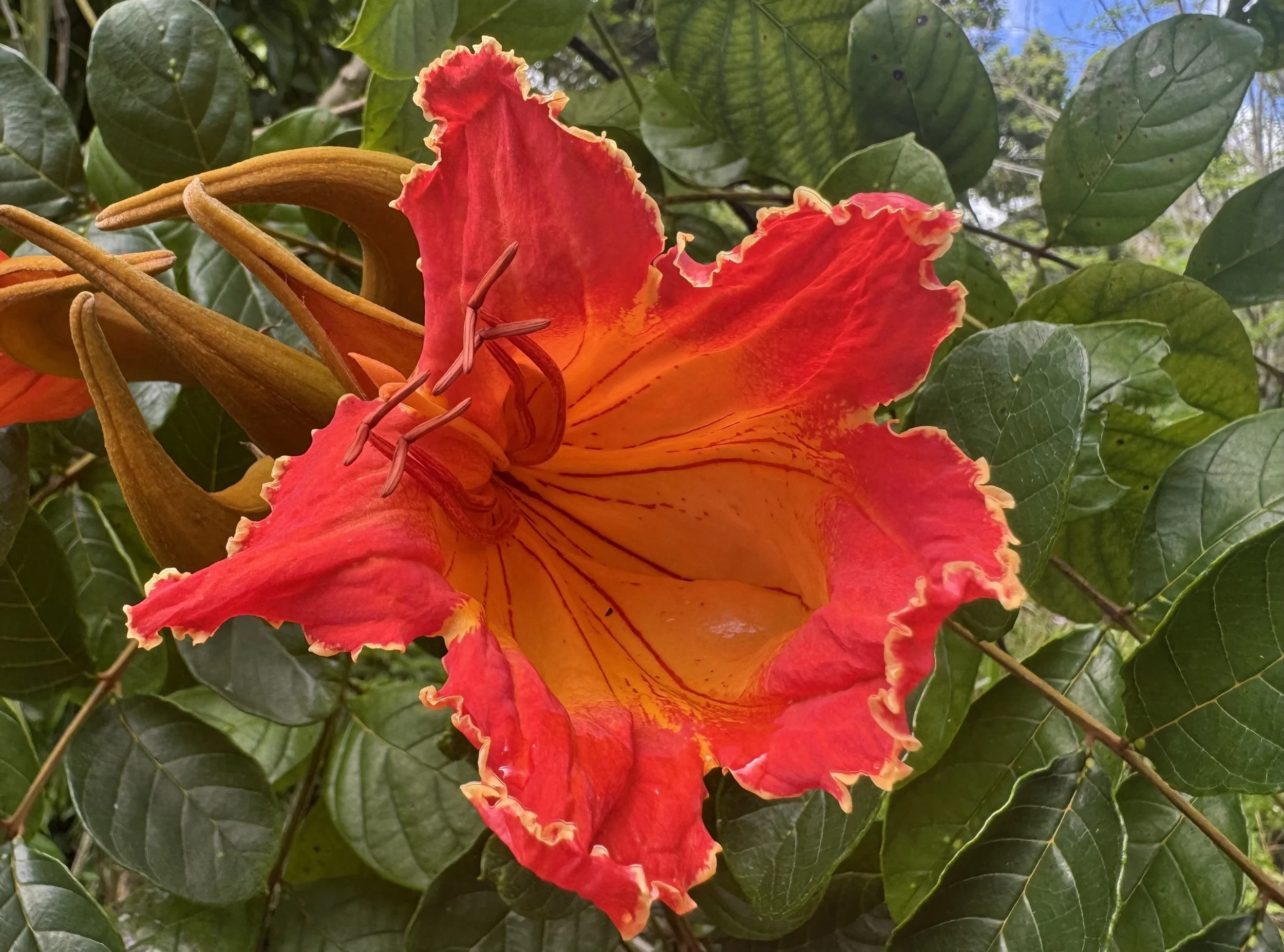   African Tulip Tree (Spathodea campanulata)  