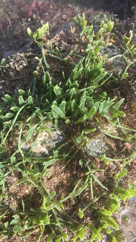   Non-native Caulerpa brachypus on edge of Blind Bay Harbour (Credit: Jack Warden)  