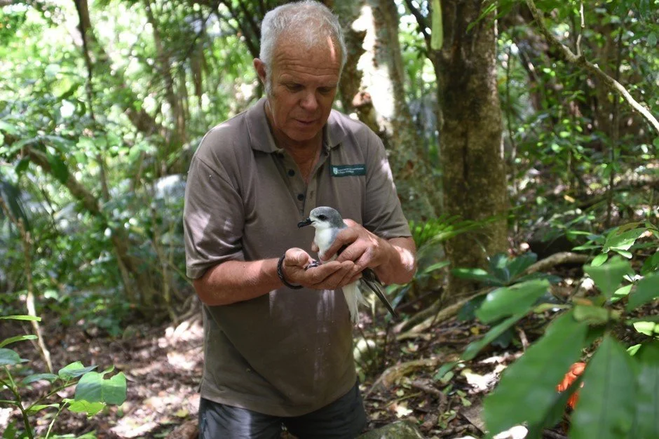   Rob Chappell with adult Pycrofts Petrel on Cuvier/Repanga Island (Credit: Rob Chappell)  