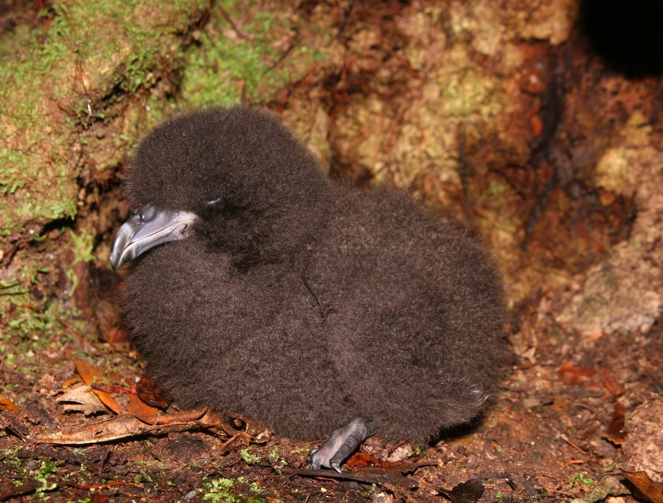 en48-biz-bell-seabird-ecologist-02.jpg