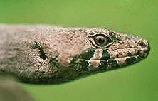   In contrast to the Chevron skink.    
