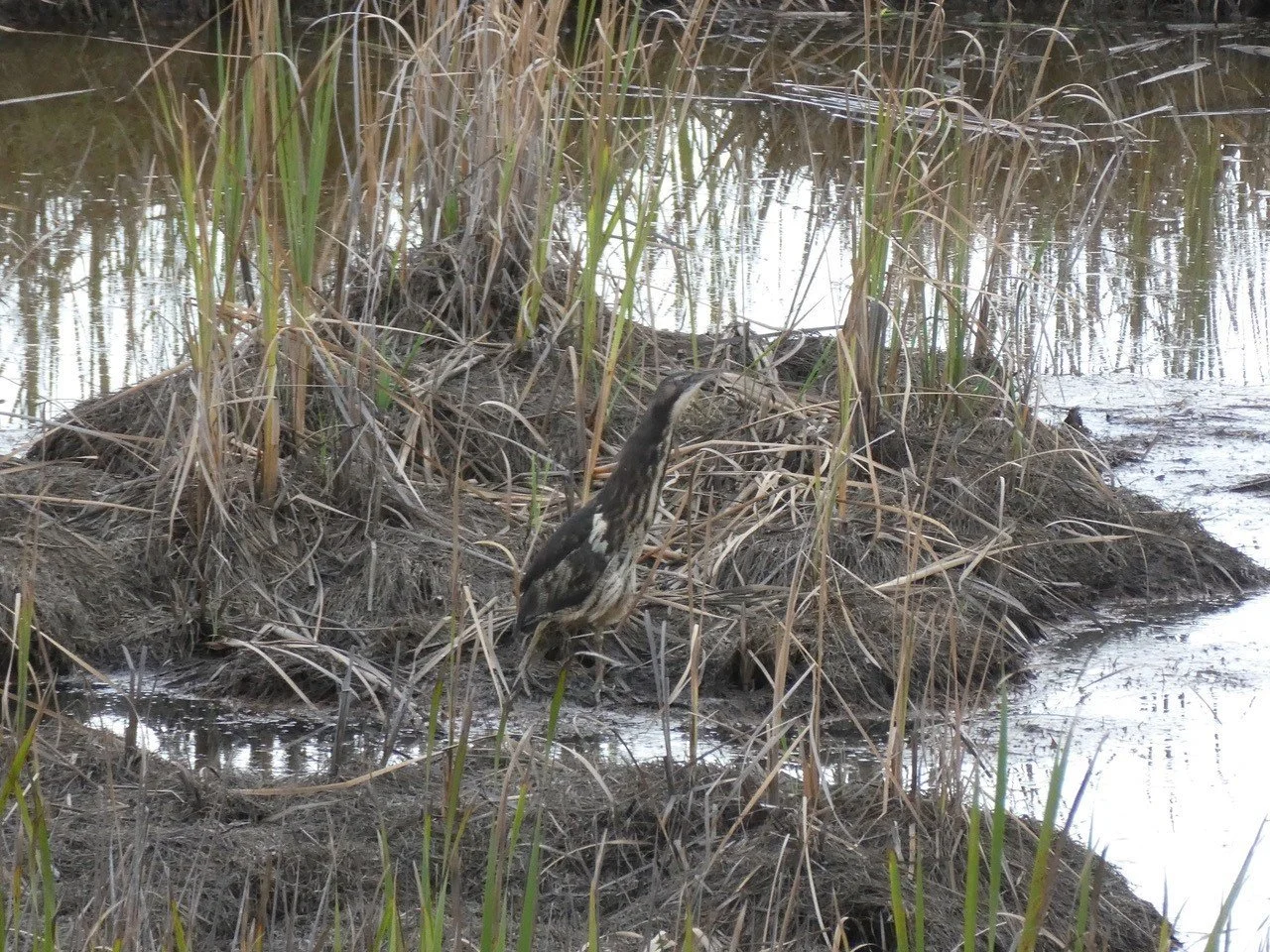   A matuku hūrepo/Australasian bittern at Medlands wetland (Credit: Jennifer Neads)  
