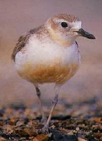 en19-new-zealand-dotterel-and-variable-oystercatcher-01.jpeg