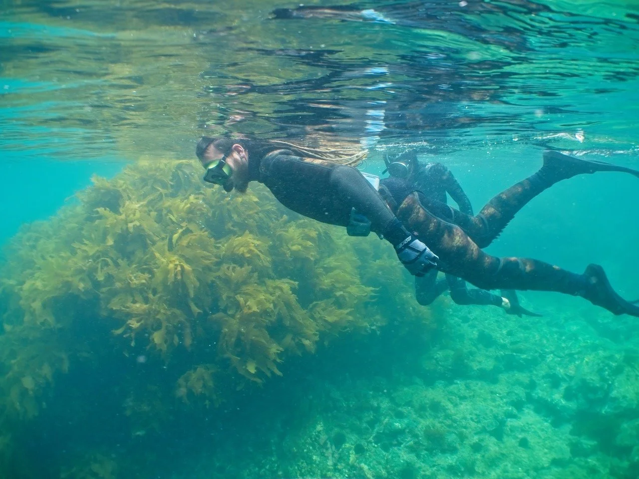   Gray Lewis and Victor Greenfield among the Eklonia kelp forest at Schooner Bay (Credit: Glenn Edney)  