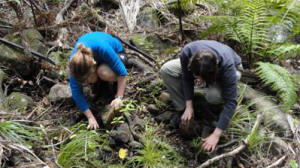 Surveying stream beds for Hochstetters frogs - Team from EcoGecko