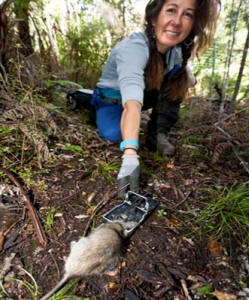 Team member Rachel Wakefield checking rat traps