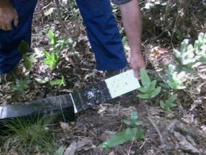 Field worker checking tracking tunnel cards for rat prints - part of a comprehensive monitoring programme.