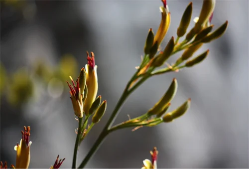 Mountain Flax