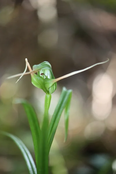 gall.jpg