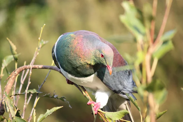 Kereru