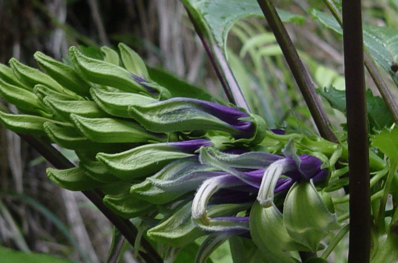 Koru Rakitu