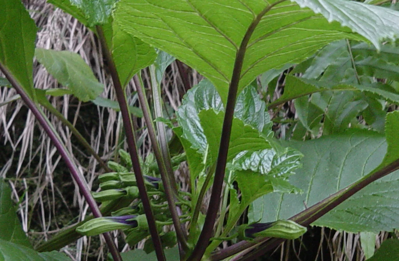 Koru Rakitu