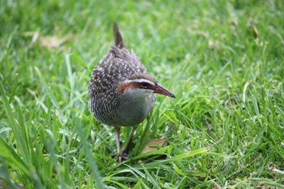 Banded rail
