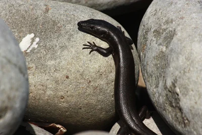Shore Skink
