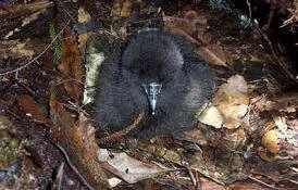en27-black-petrel-03.jpeg