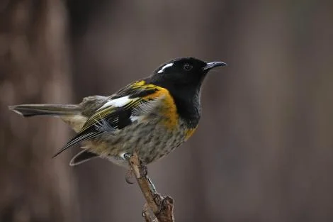 470531Stitchbird-TiriApr08-134web Tony Whitehead.jpg