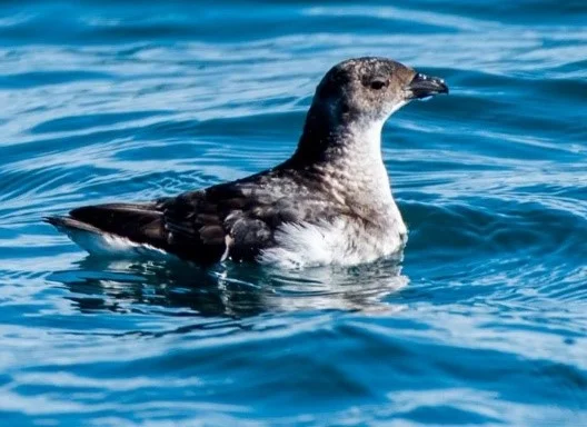 Diving petrel after diving, by Les Feasey.jpg