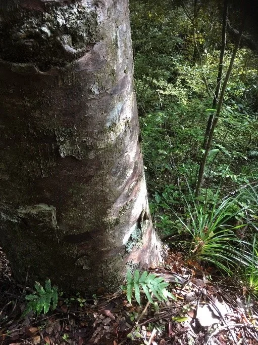 Kauri by K Waterhouse.jpg
