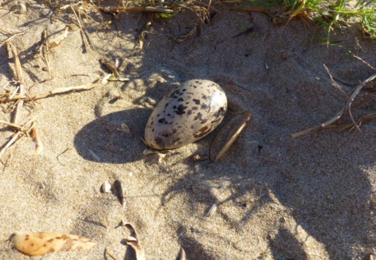 Variable Oyster Catcher egg (Photograph by Emmy Pratt)
