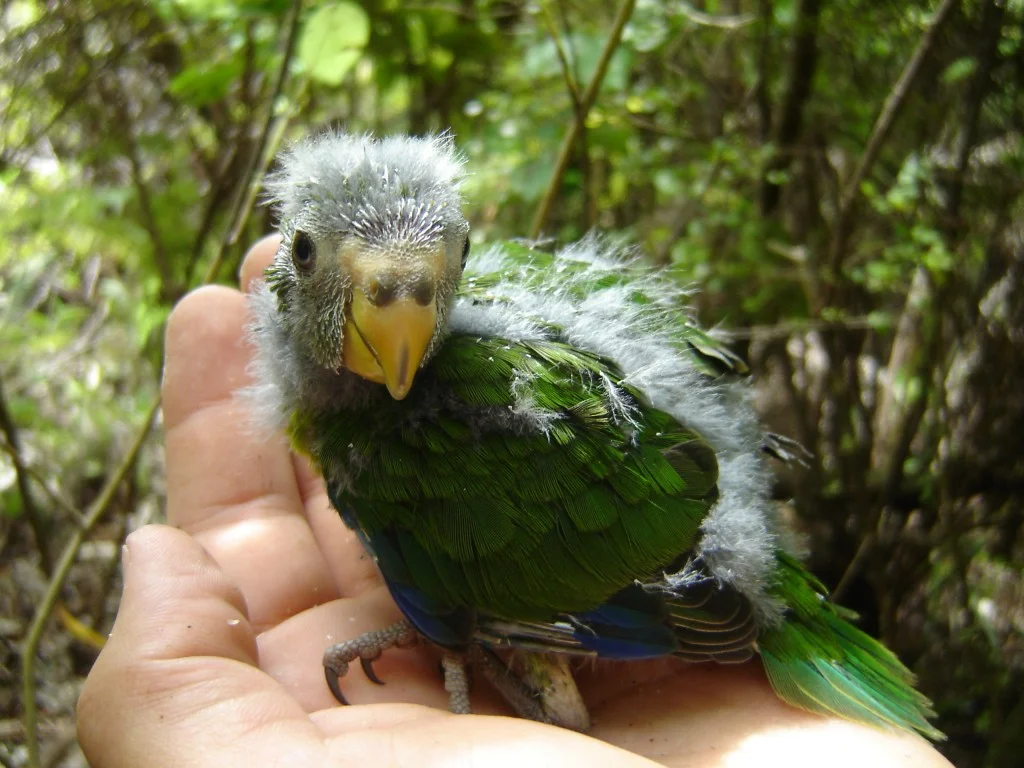 Kakariki Chick (Kate Waterhouse)
